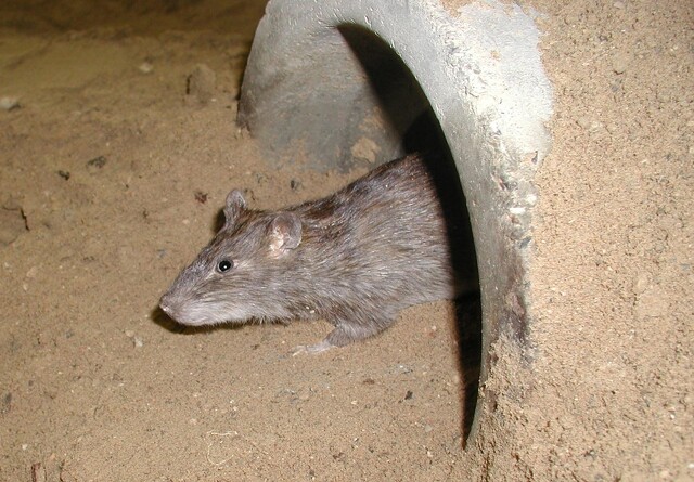 Slidte kloakker giver rotter gode forhold