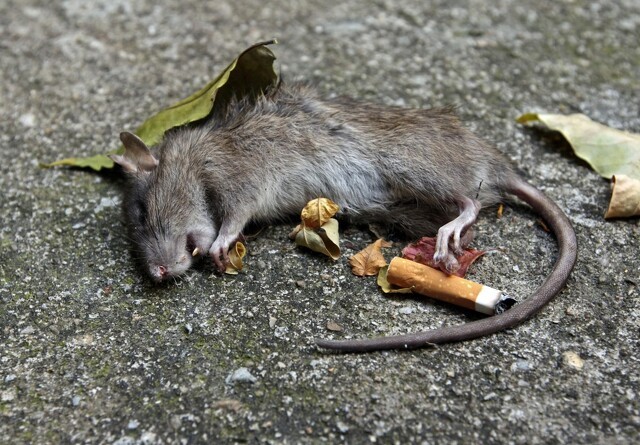 Succes med danske rottefælder i Malmø