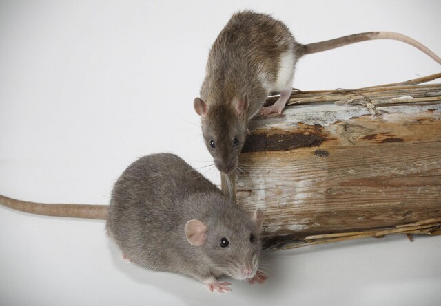 Ny lovændring varsler lempeligere regler for rottegift