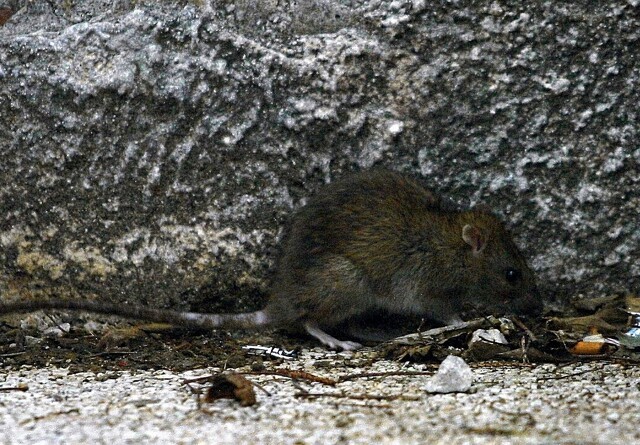 Kloakrenoveringer får rotter til at søge ind i husene