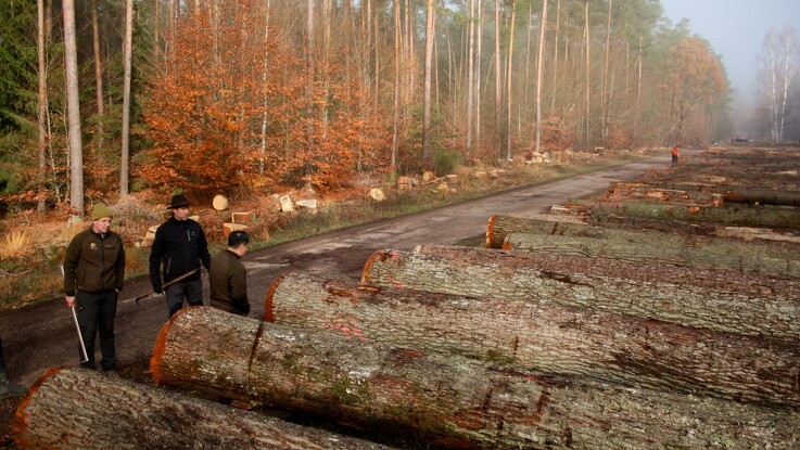Træhandelsselskabet DSHwood lander for femte år i træk et rekordresultat