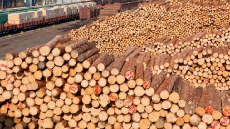 Skovbrug opruster mod ulovligt træ